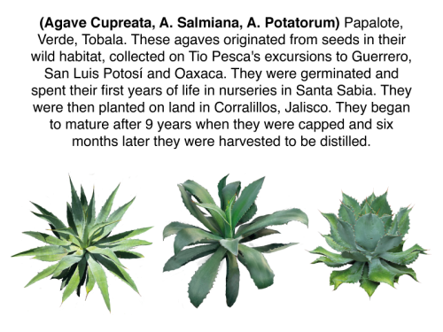 Descripción-de-Agaves-Vecindad-Productos