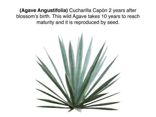 Descripción-de-Agaves-Vecindad-Productos
