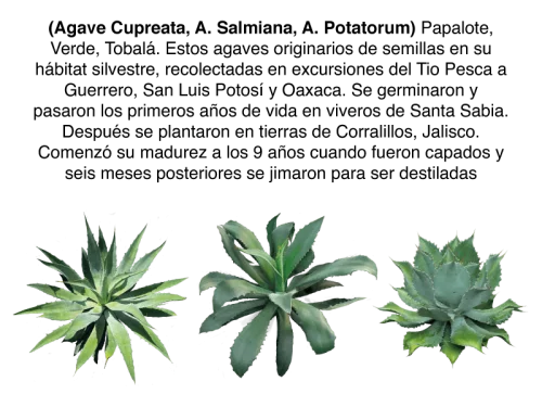 Descripción-de-Agaves-Vecindad-Productos2