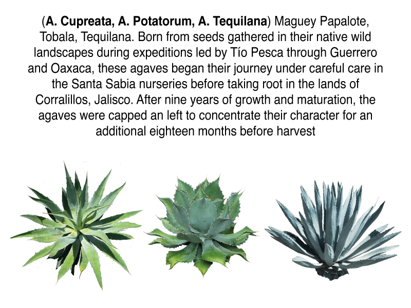 TPDO-PATOTE-Agaves-en